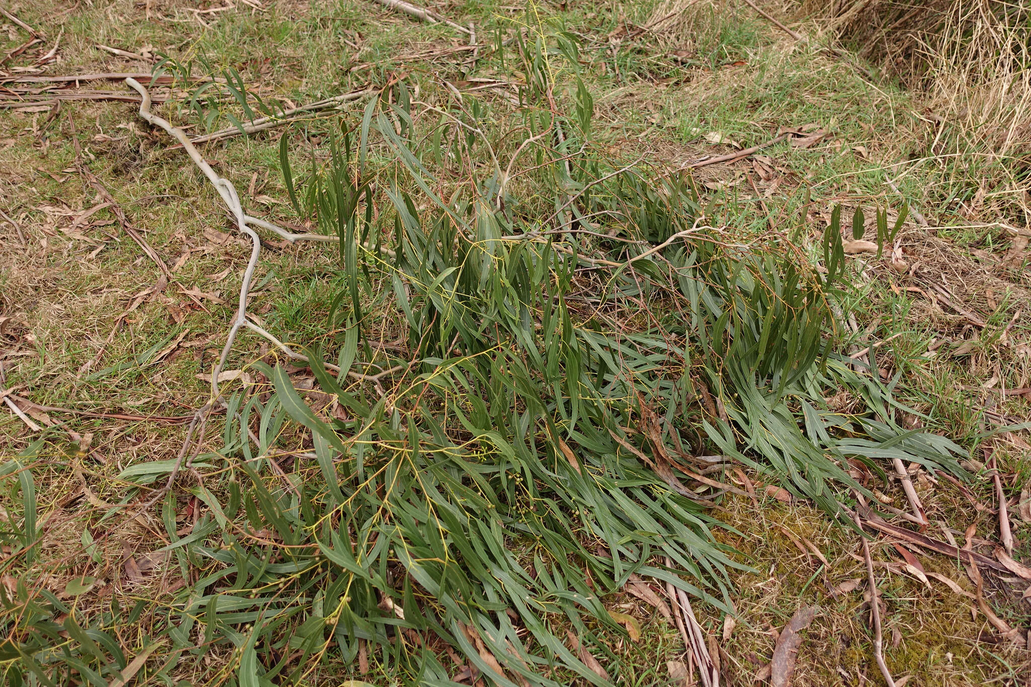 Image of Eucalyptus viminalis subsp. viminalis