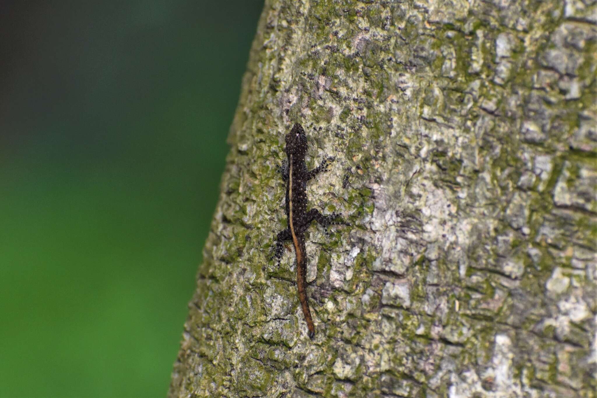 صورة Cnemaspis mysoriensis (Jerdon 1853)