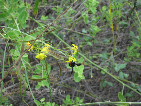 Xylocopa darwini Cockerell 1926 resmi