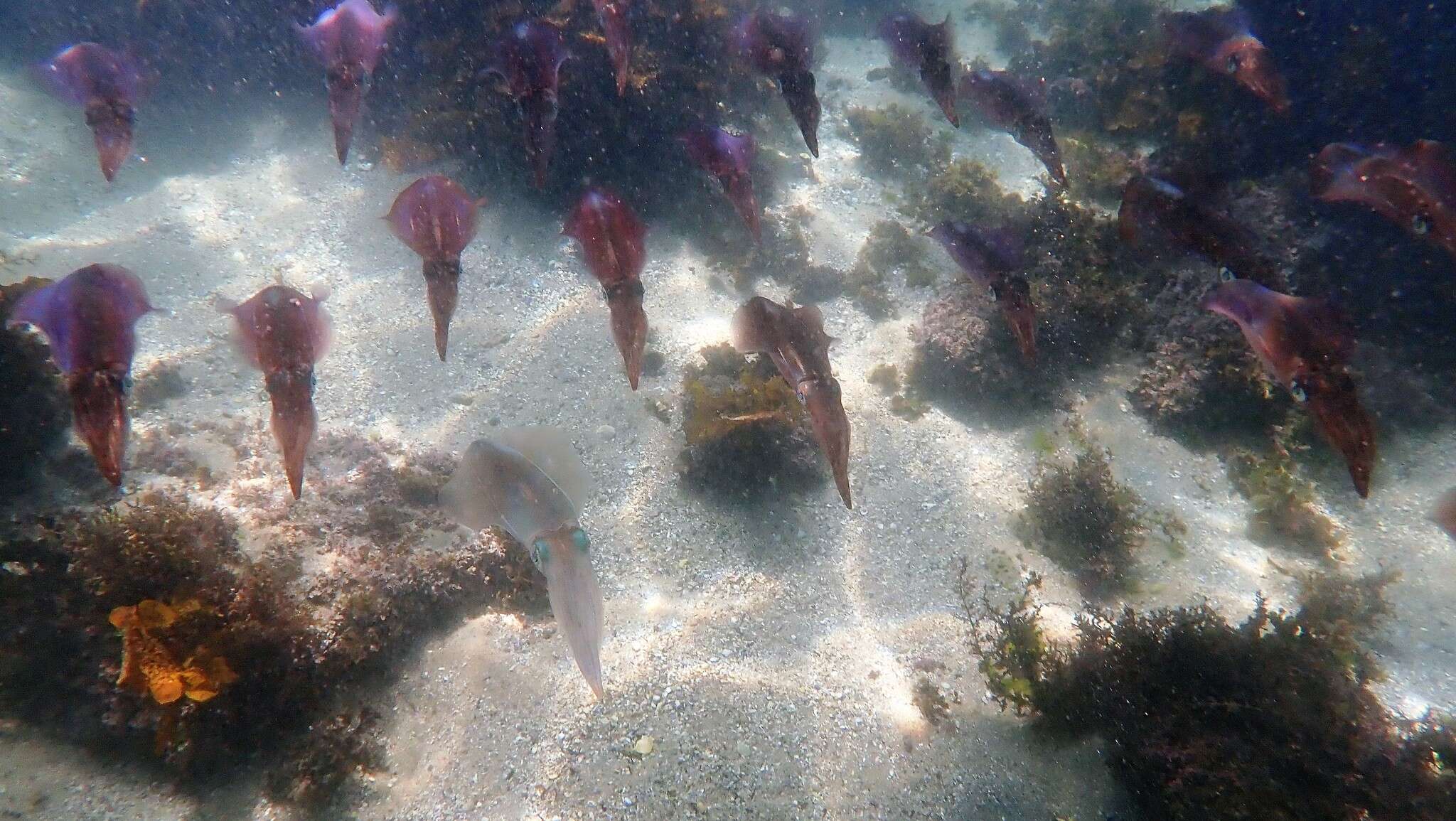 Image of Southern reef squid