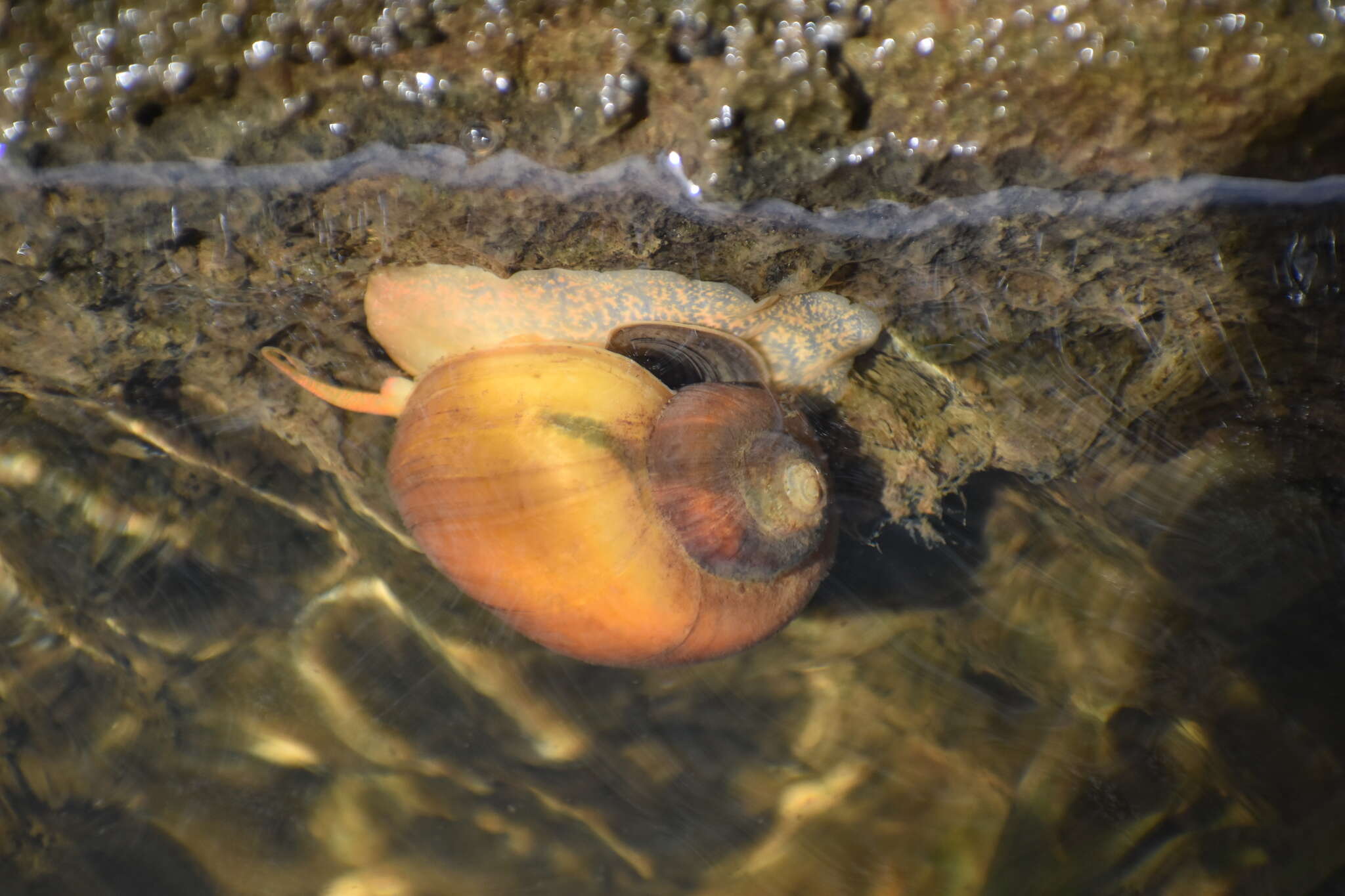 Pomacea bridgesii (Reeve 1856) resmi