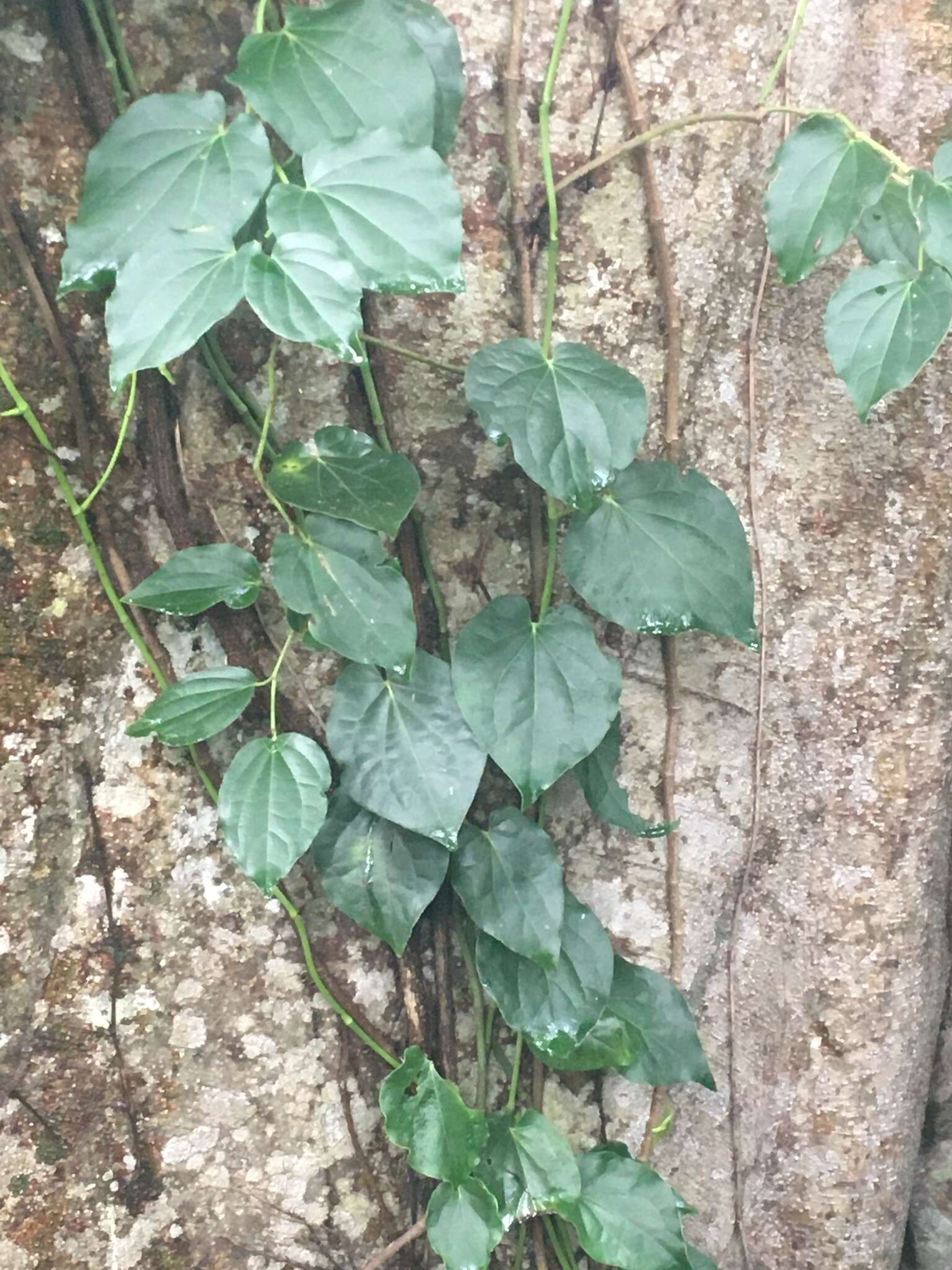 Image of Australian pepper