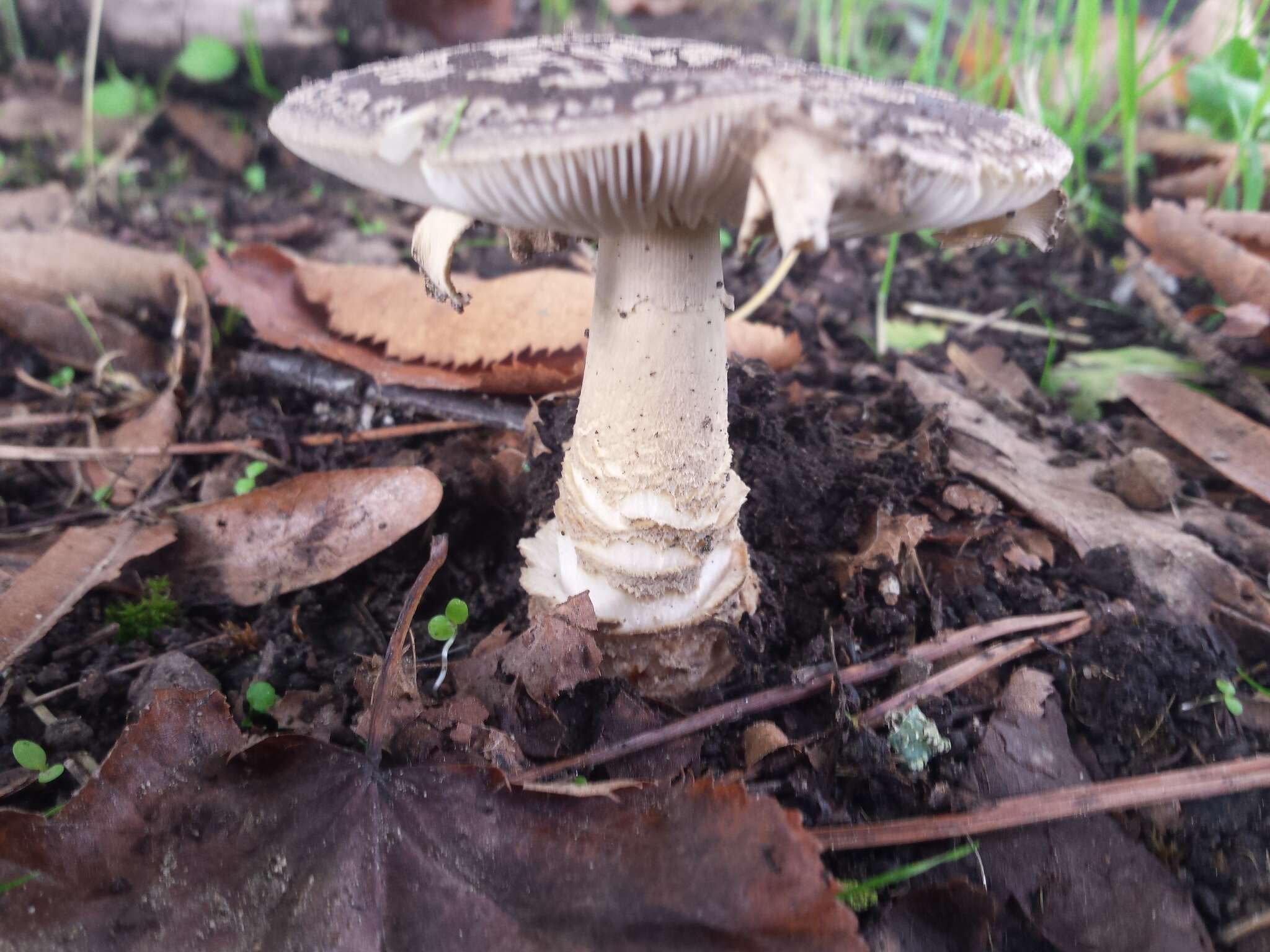 Image of Yellow spotted amanita