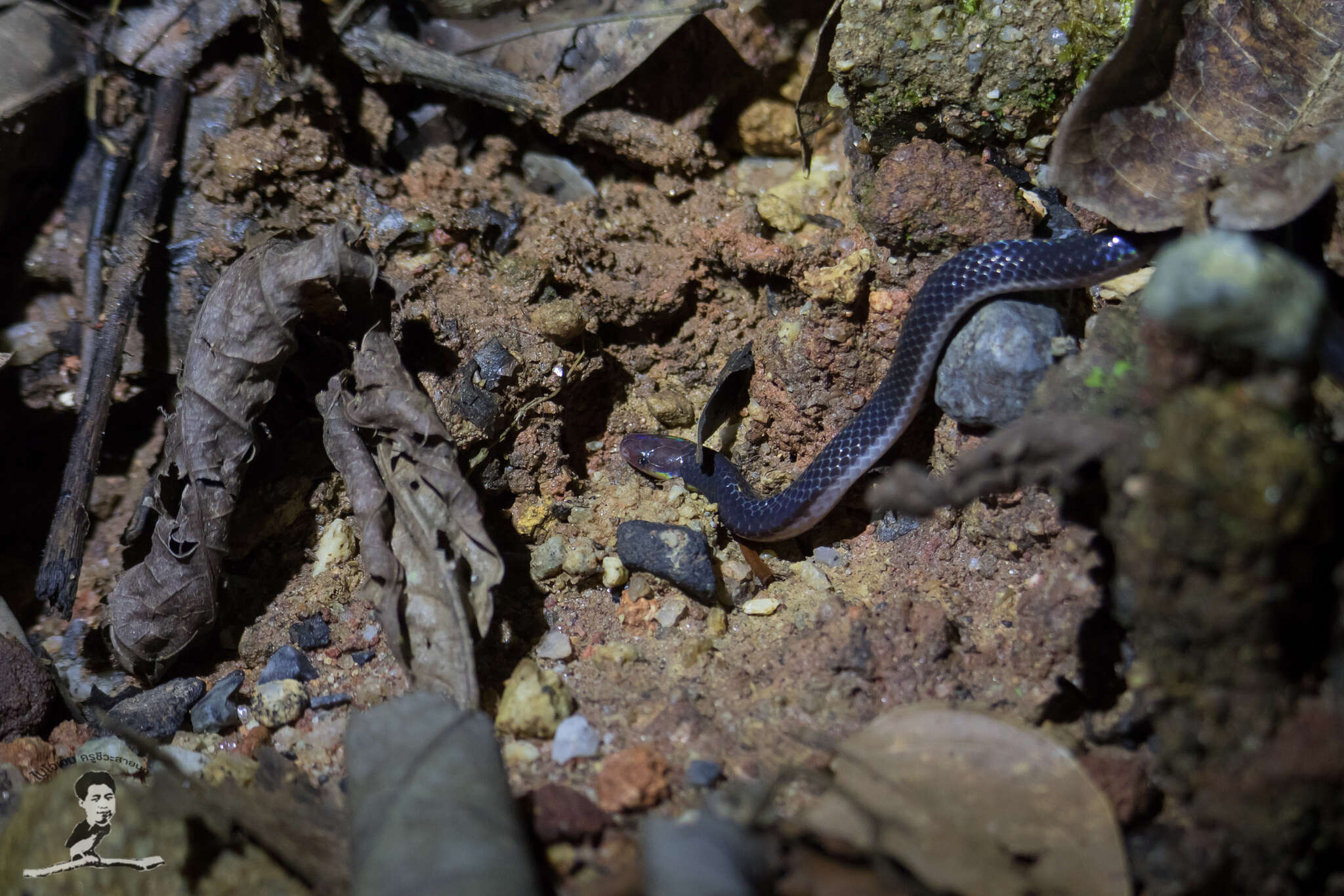 Image of Red-headed Reed Snake