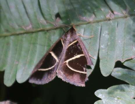 Image of Parachalciope euclidicola Walker 1858