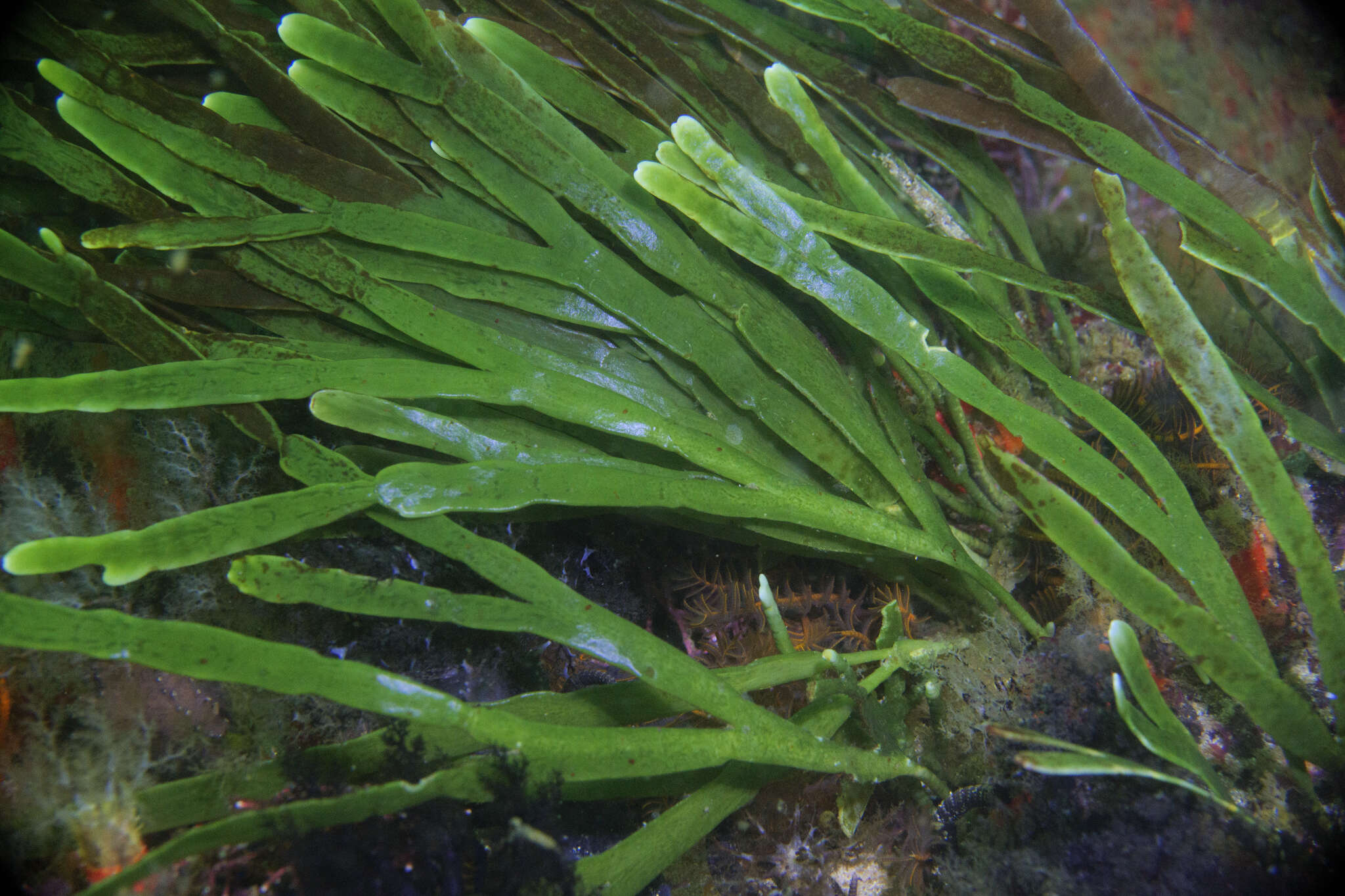 Image of Caulerpa filiformis