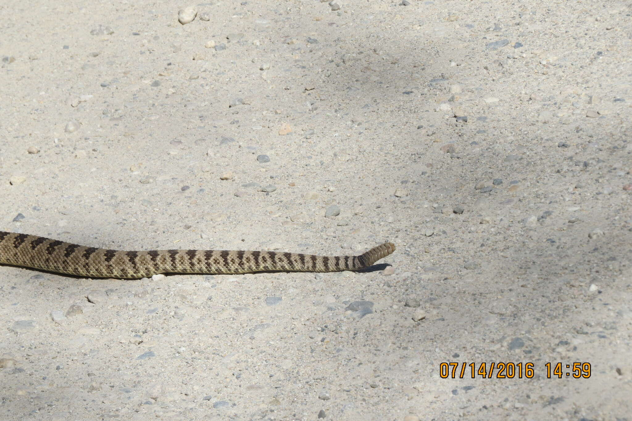 Image of Crotalus oreganus lutosus Klauber 1930