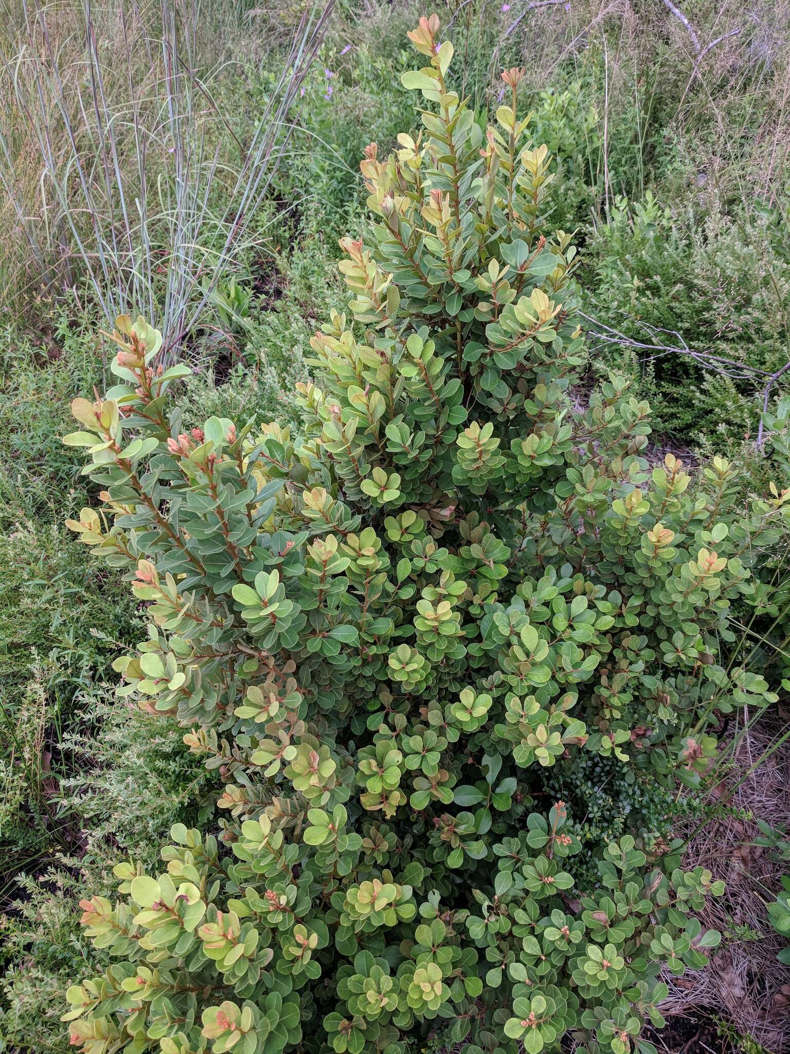 Image of rusty staggerbush