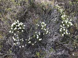 Image of Metalasia erectifolia Pillans