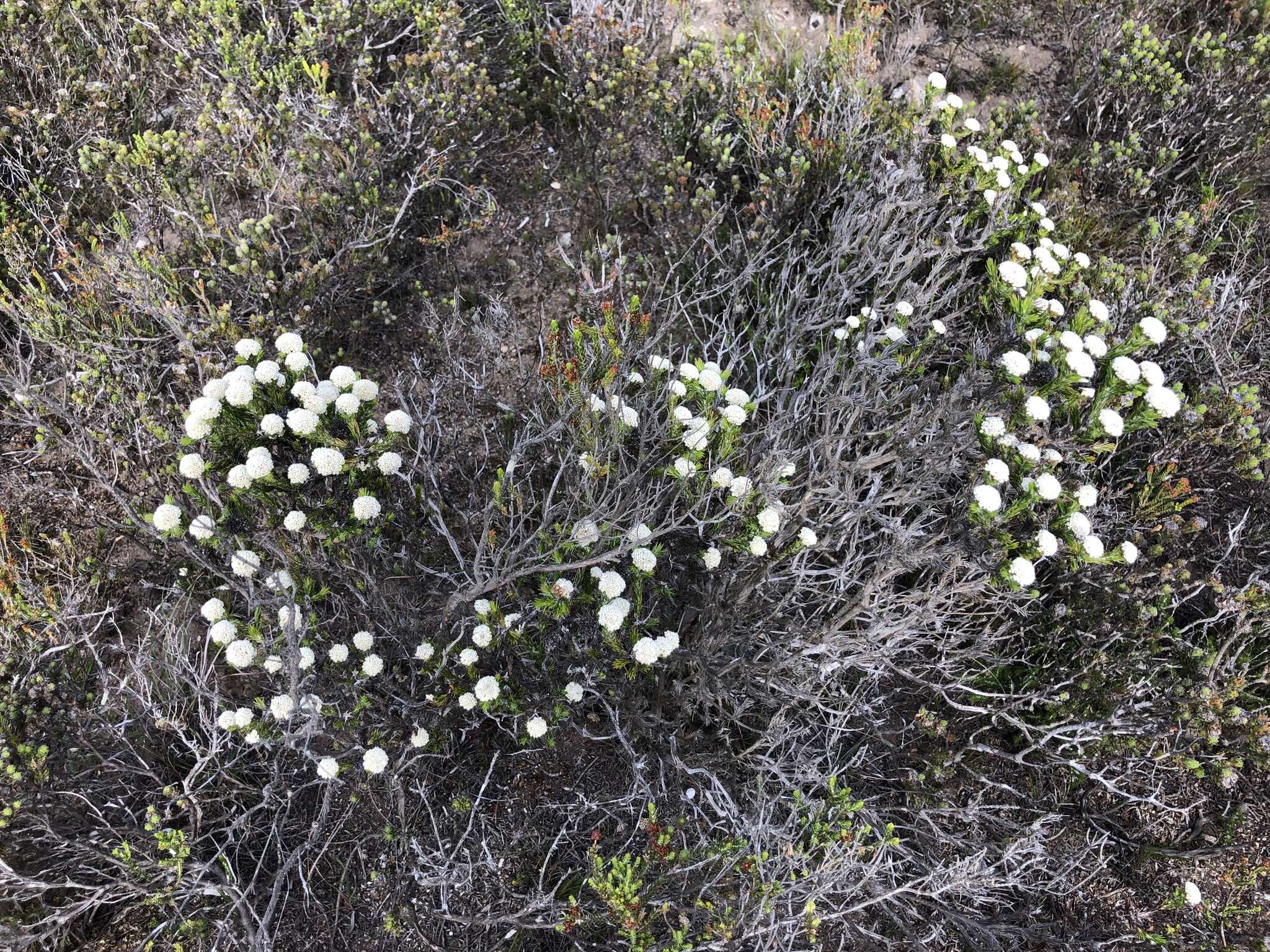 Image of Metalasia erectifolia Pillans