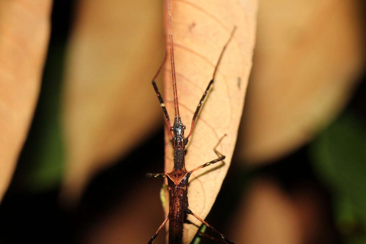 Image of Pseudophasma andreaszomproi (Zompro 2004)