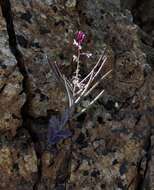 Image of Mt. Diablo jewelflower