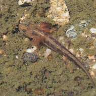 Image of Sardinian Brook Salamander