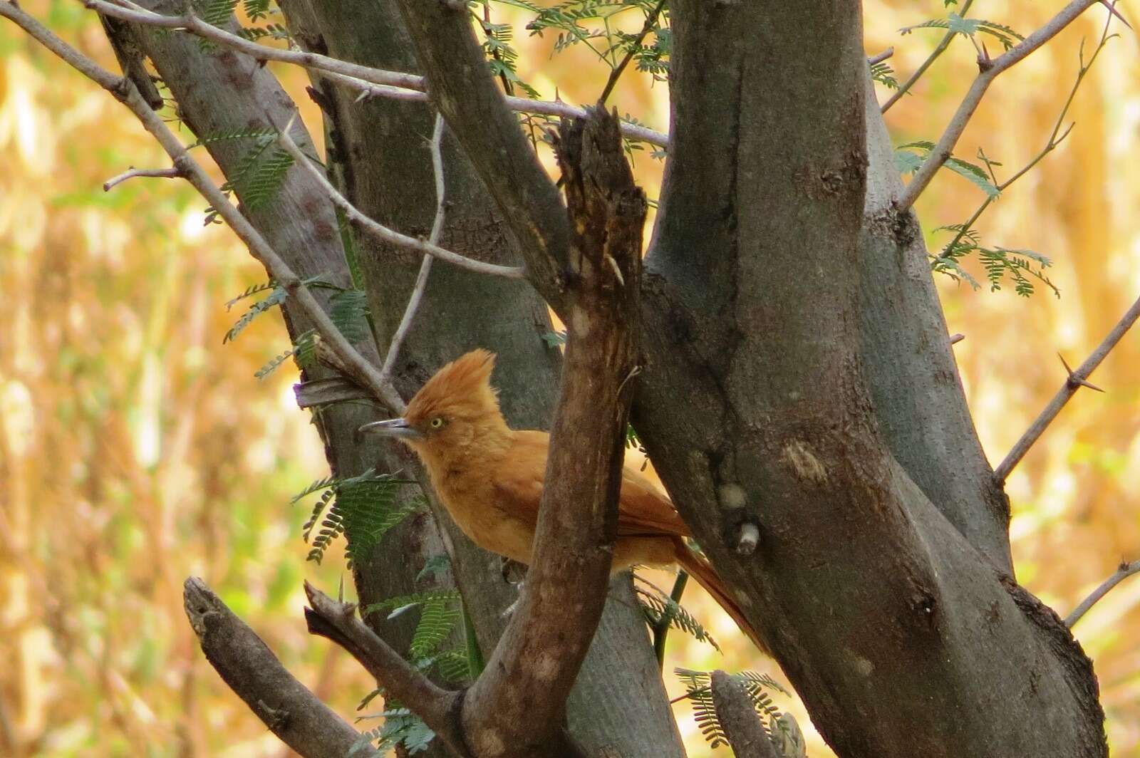 Image of Caatinga Cacholote