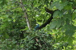 Image of Verditer Flycatcher