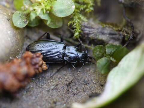 Plancia ëd Diplous californicus (Motschulsky 1844)