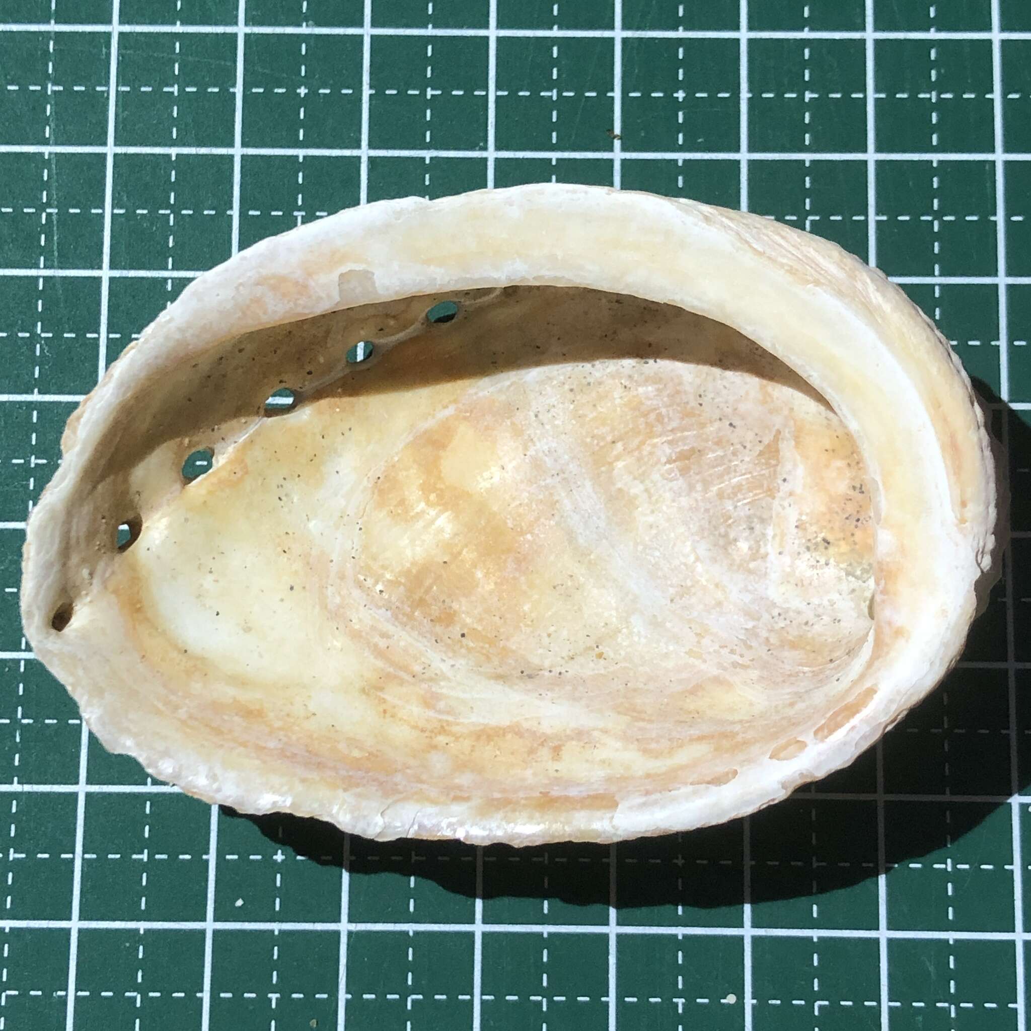 Image of variable abalone