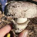 Agaricus boisseletii Heinem. 1987 resmi