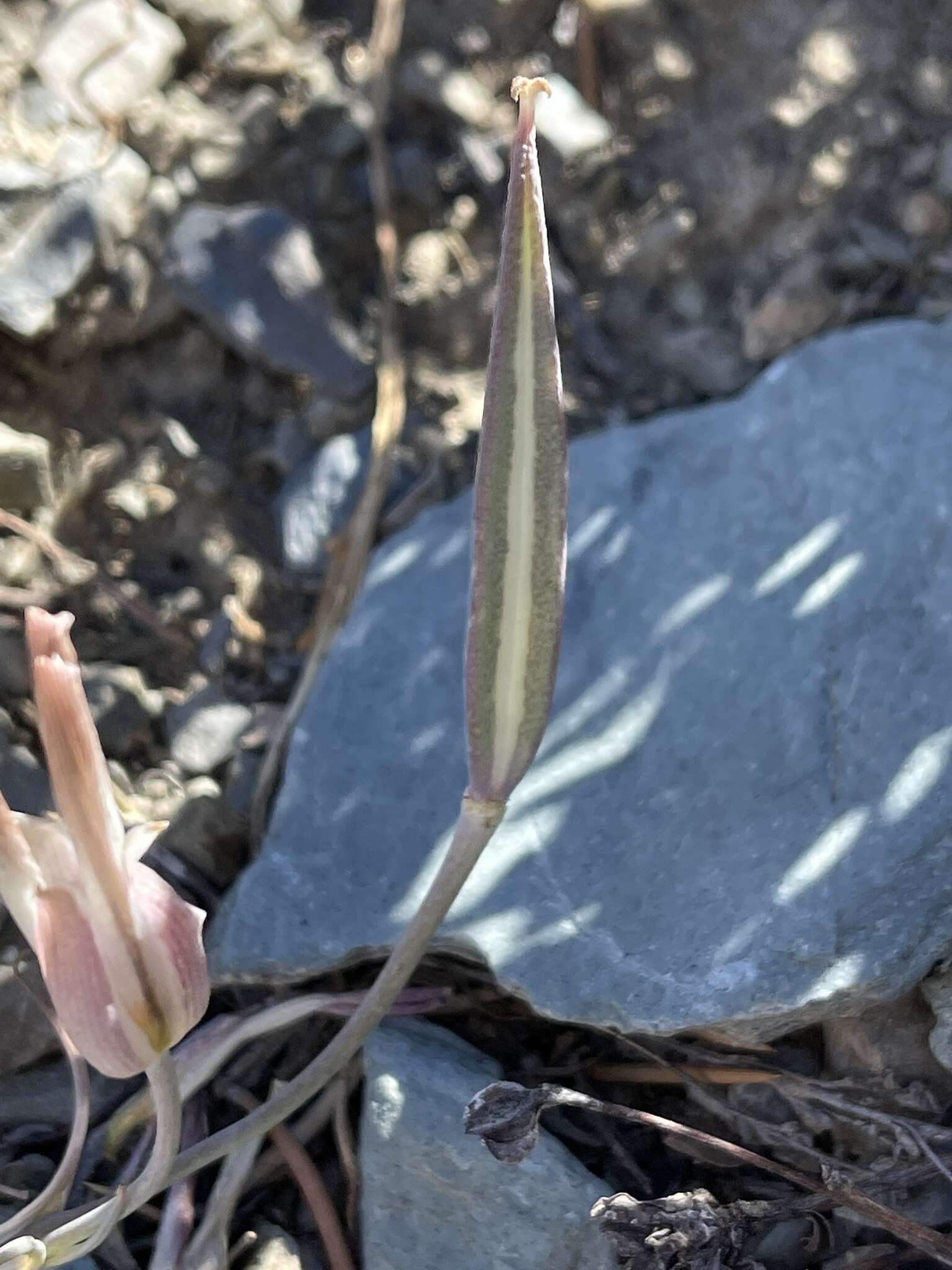 Image of Panamint Mountain mariposa lily