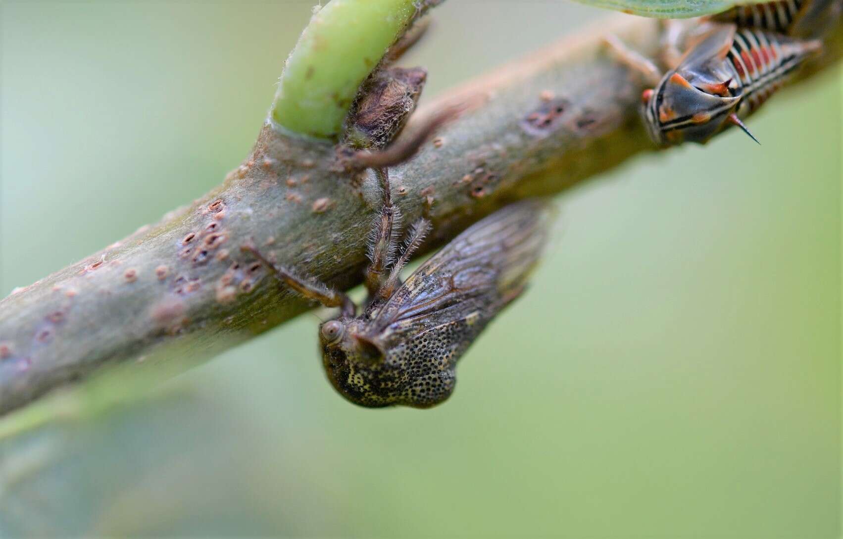 Imagem de Platycotis (Lophopelta) tuberculata Fairmaire 1846