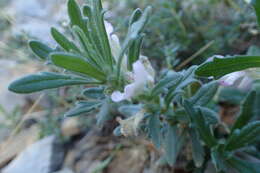 Image of Ajuga iva var. iva