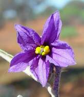 Image of Solanum austropiceum A. R. Bean