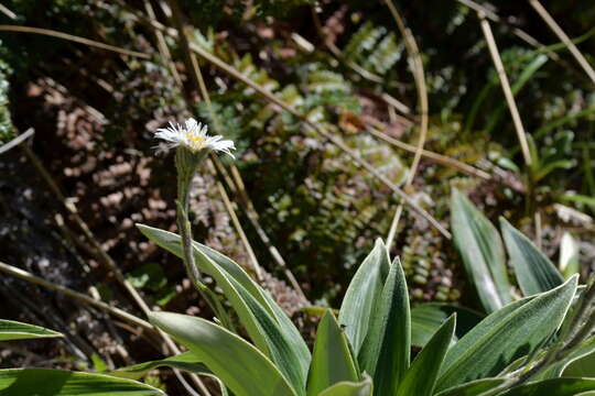 Plancia ëd Celmisia verbascifolia Hook. fil.