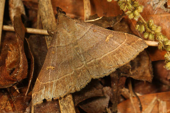 Image of Yellow-spotted Renia