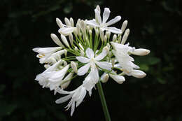 Image of Agapanthus praecox subsp. orientalis (F. M. Leight.) F. M. Leight.