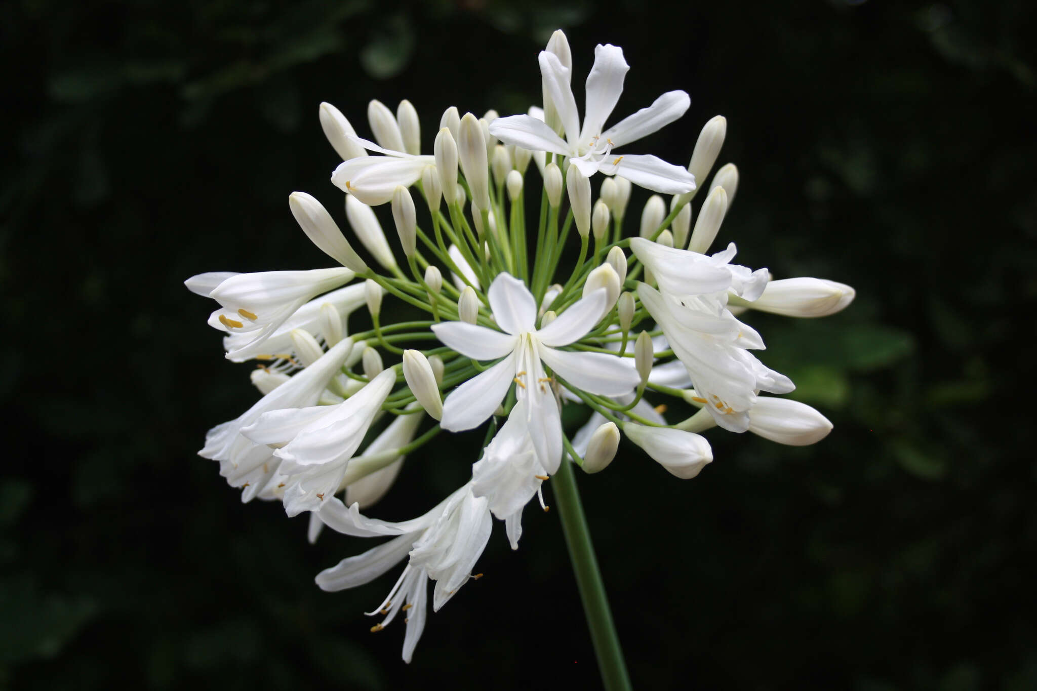 Image of Agapanthus praecox subsp. orientalis (F. M. Leight.) F. M. Leight.