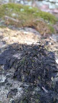 Image of jelly lichen