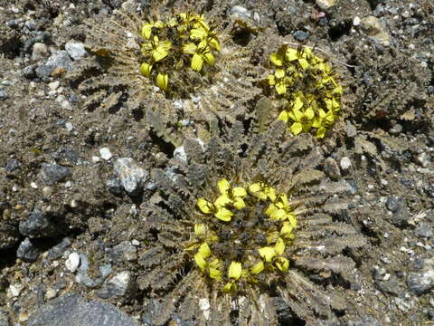 Image of Soroseris pumila Stebbins