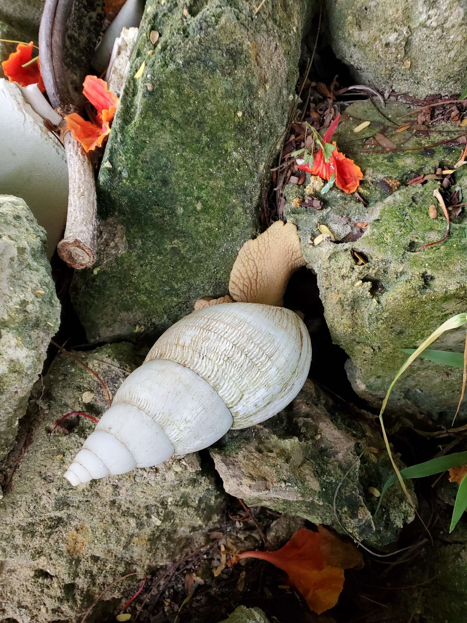 Image of Lissachatina reticulata