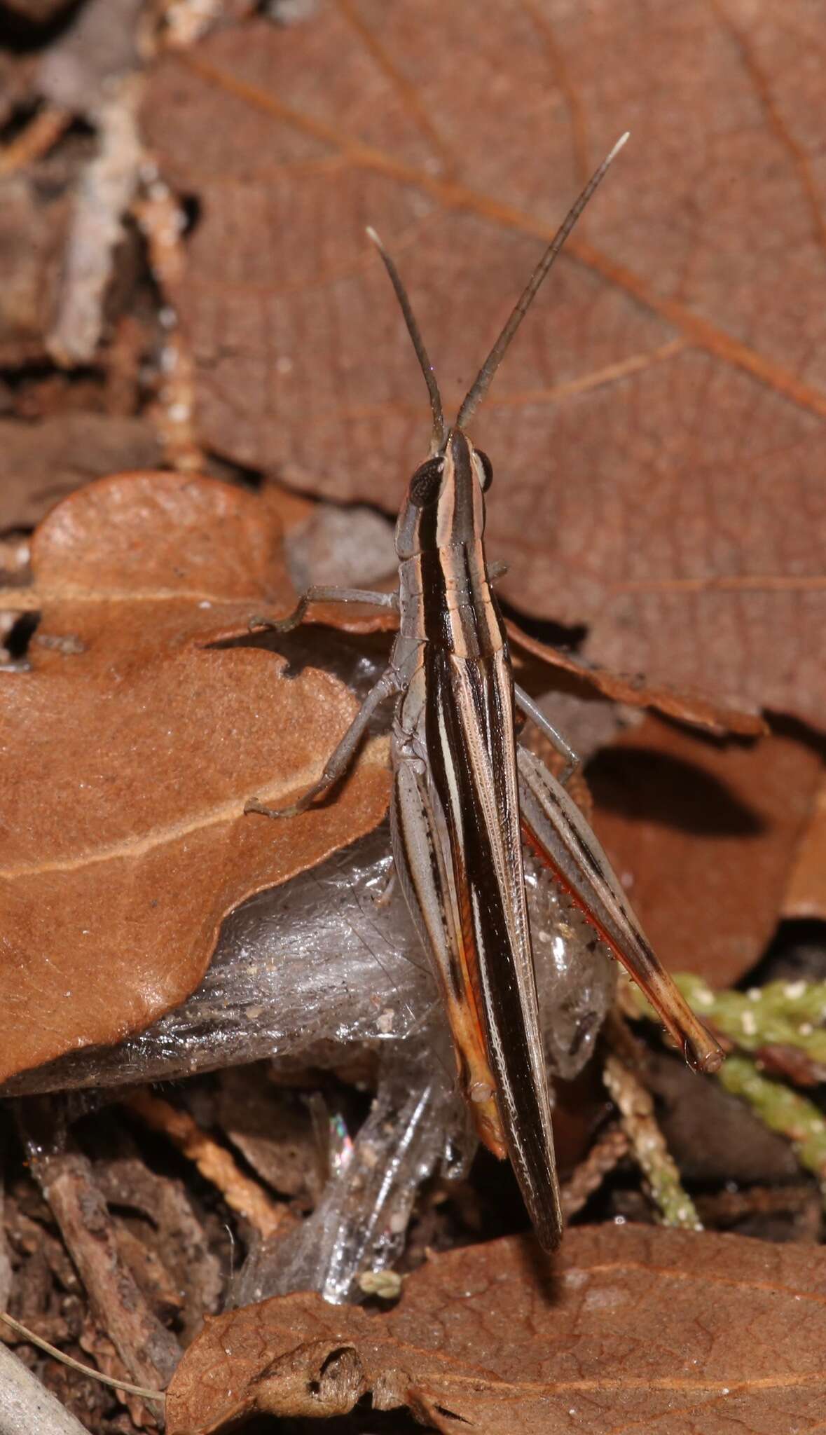 Image of Mermiria texana Bruner & L. 1889