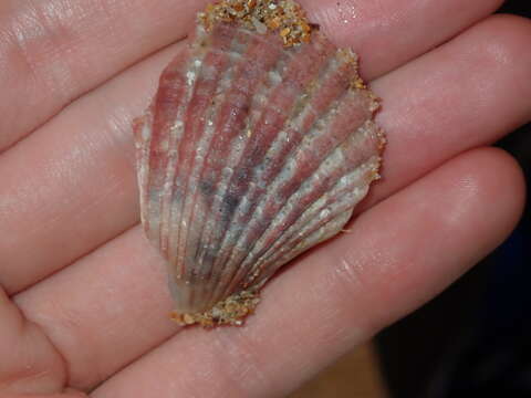 Image of Australian scallop