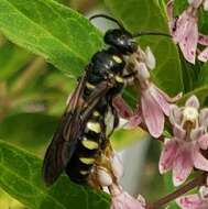 Myzinum obscurum (Fabricius 1805)的圖片