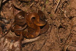 Image of Red-bellied Keelback