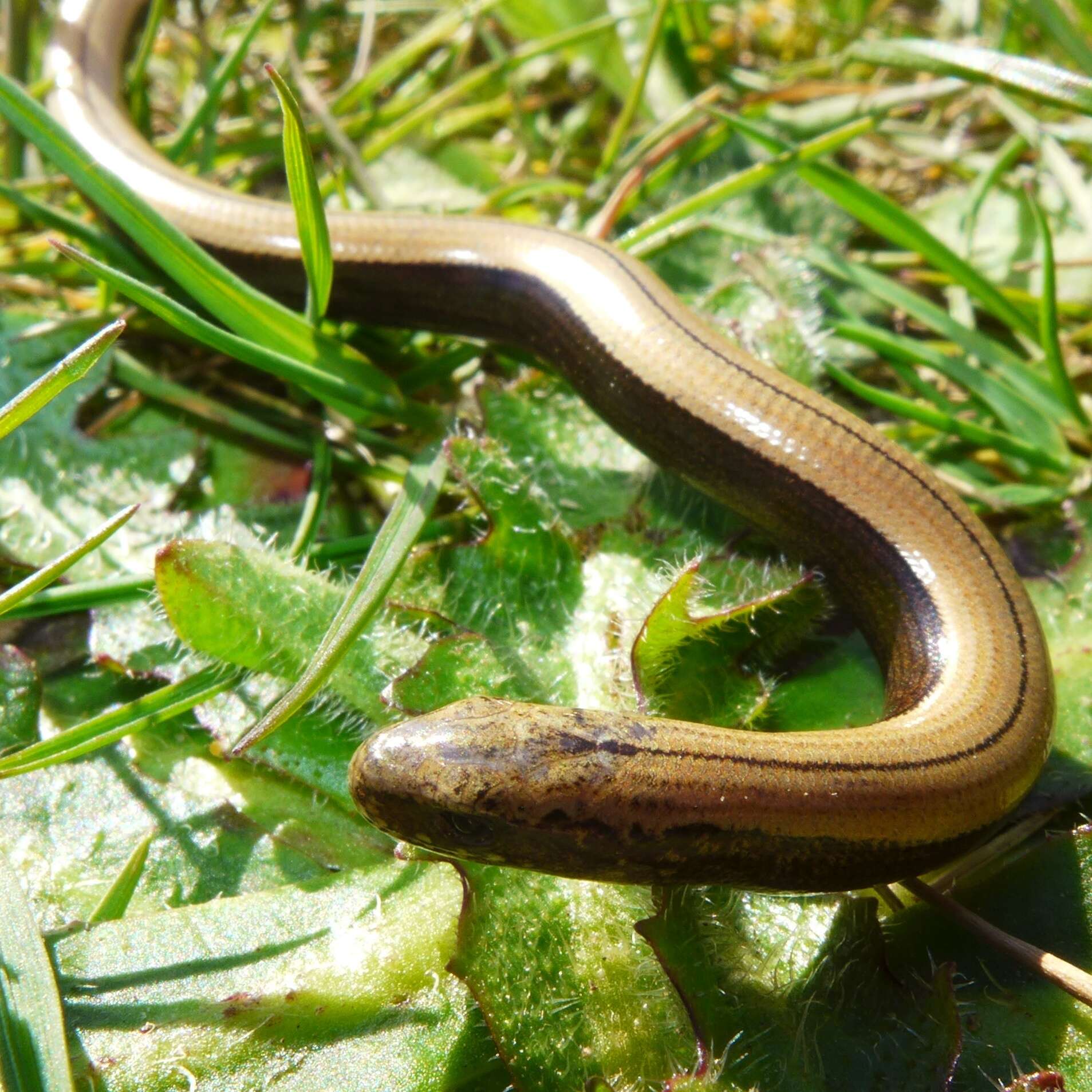 Image of Slow worm