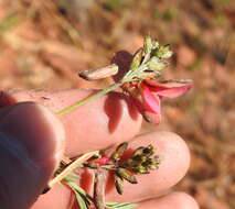 Indigofera hedyantha Eckl. & Zeyh.的圖片