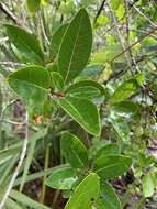 Слика од Chionanthus pygmaeus Small