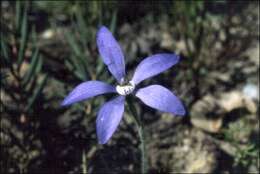 Caladenia gemmata Lindl.的圖片