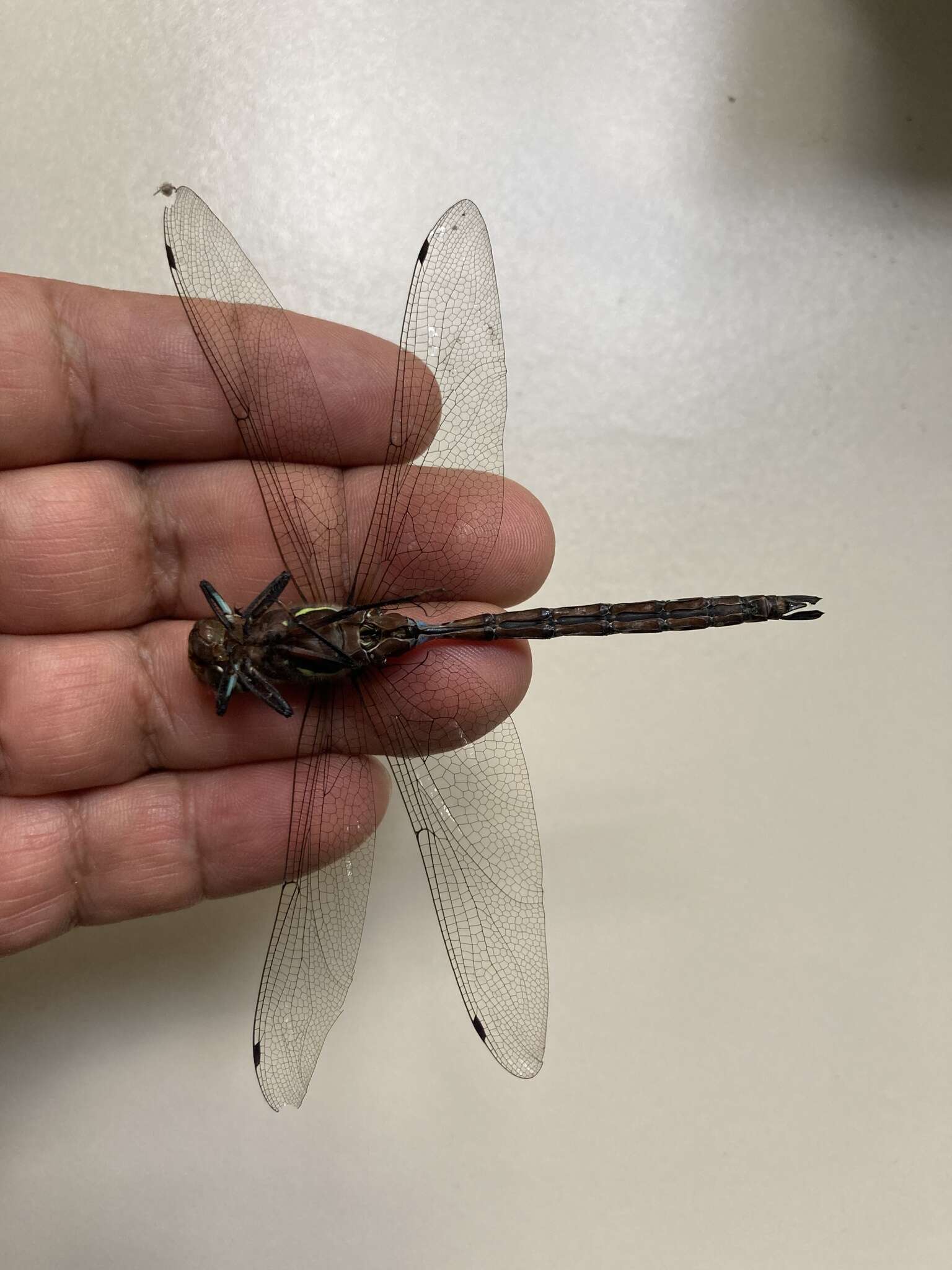 Image of Riffle Darner