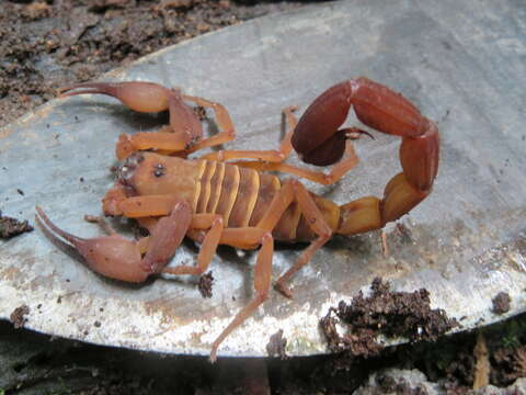 صورة Babycurus gigas Kraepelin 1896