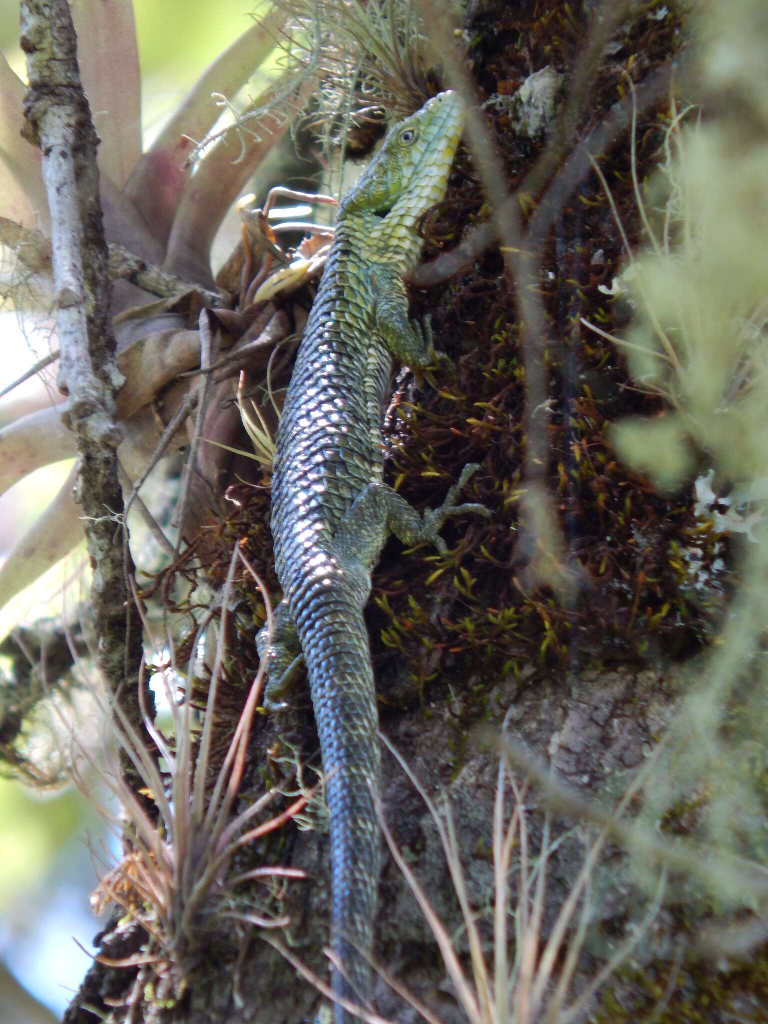 Image of Mixtecan Arboreal Alligator Lizard