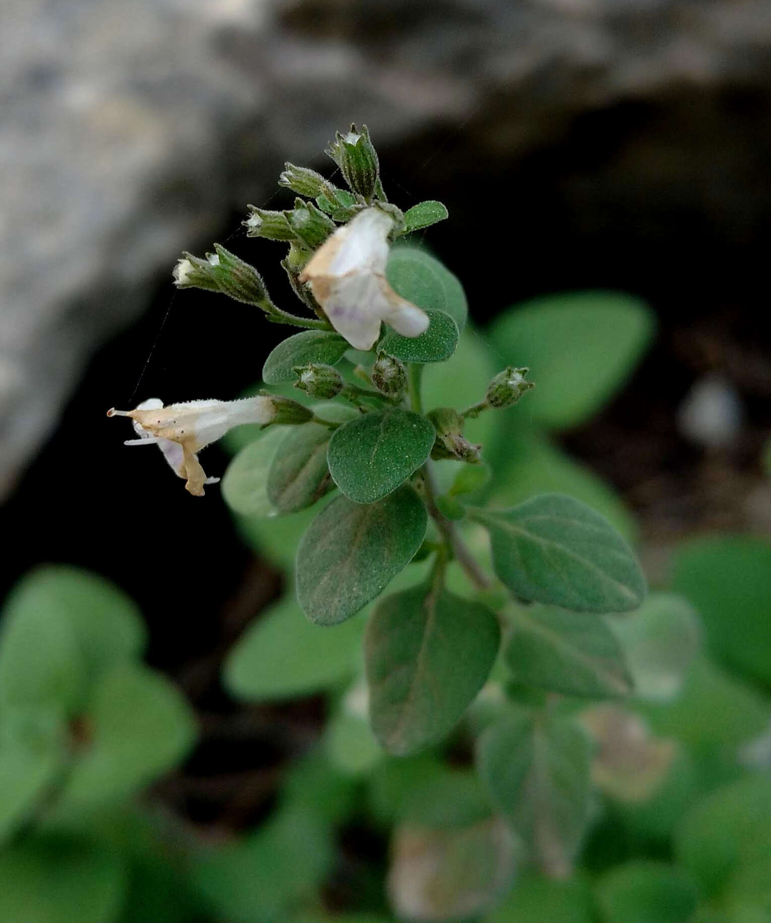 Sivun Clinopodium serpyllifolium subsp. fruticosum (L.) Bräuchler kuva