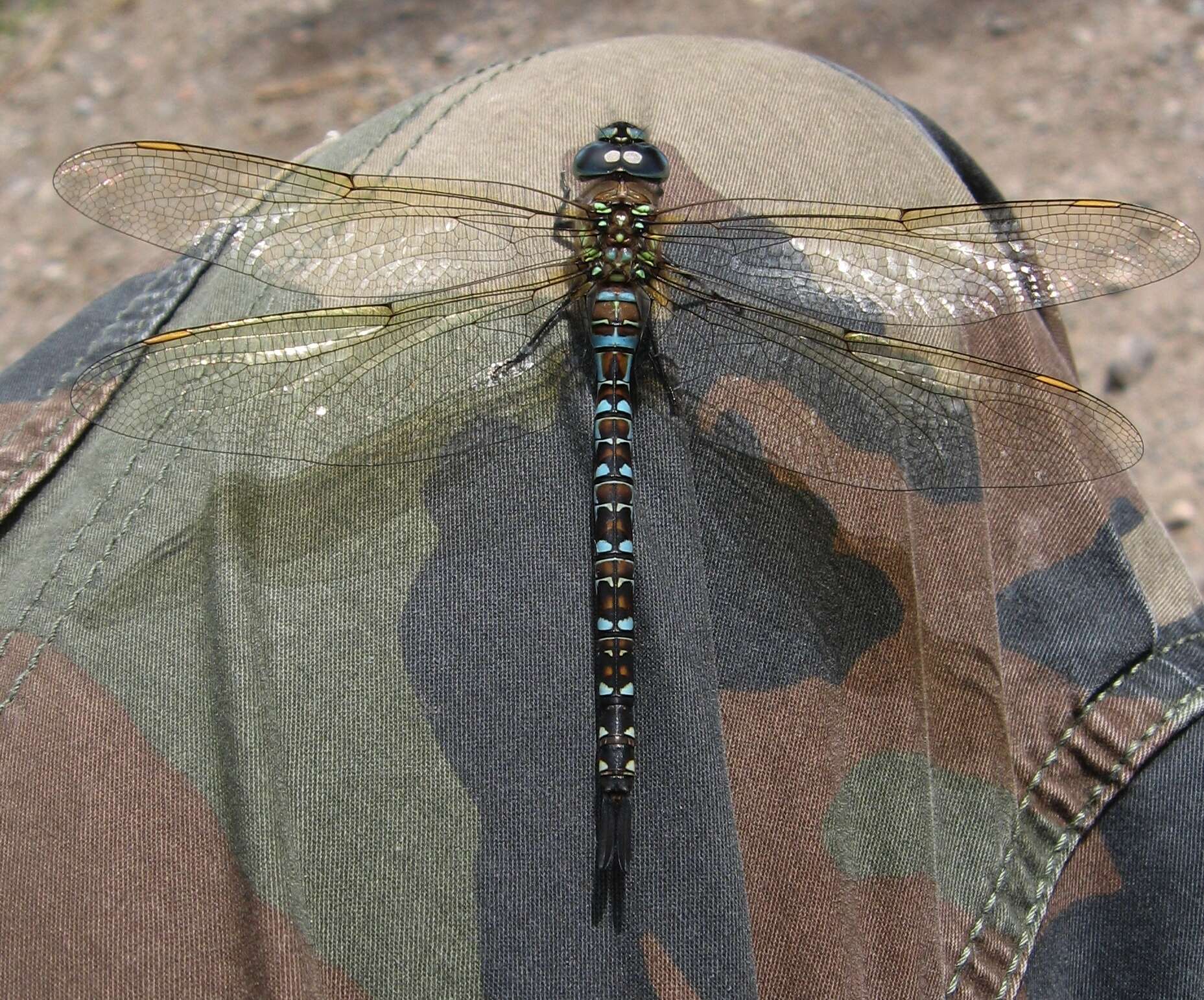 Image of Spatterdock Darner