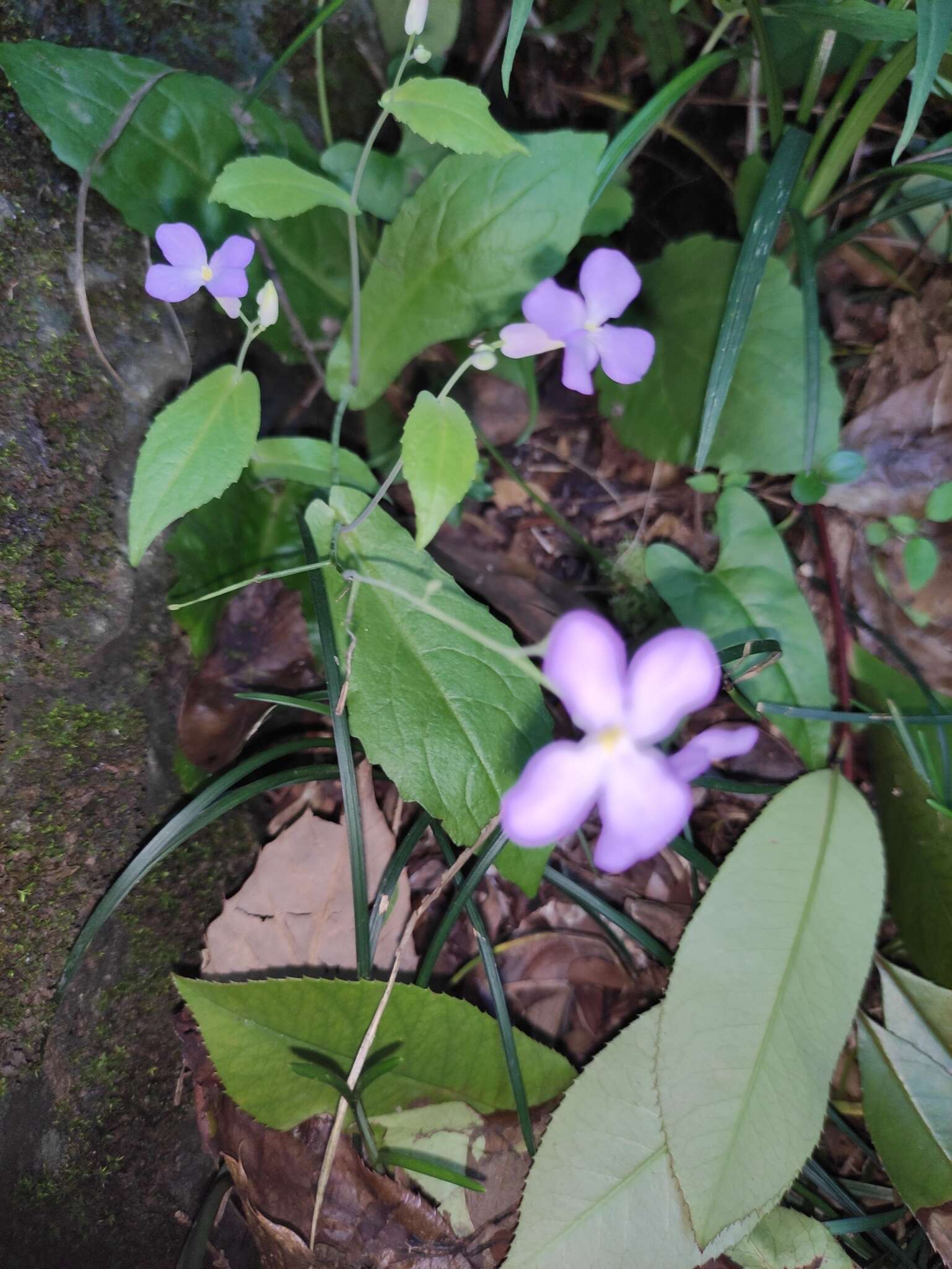 Imagem de Orychophragmus violaceus (L.) O. E. Schulz