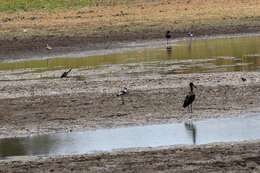 Image of Blacksmith Lapwing