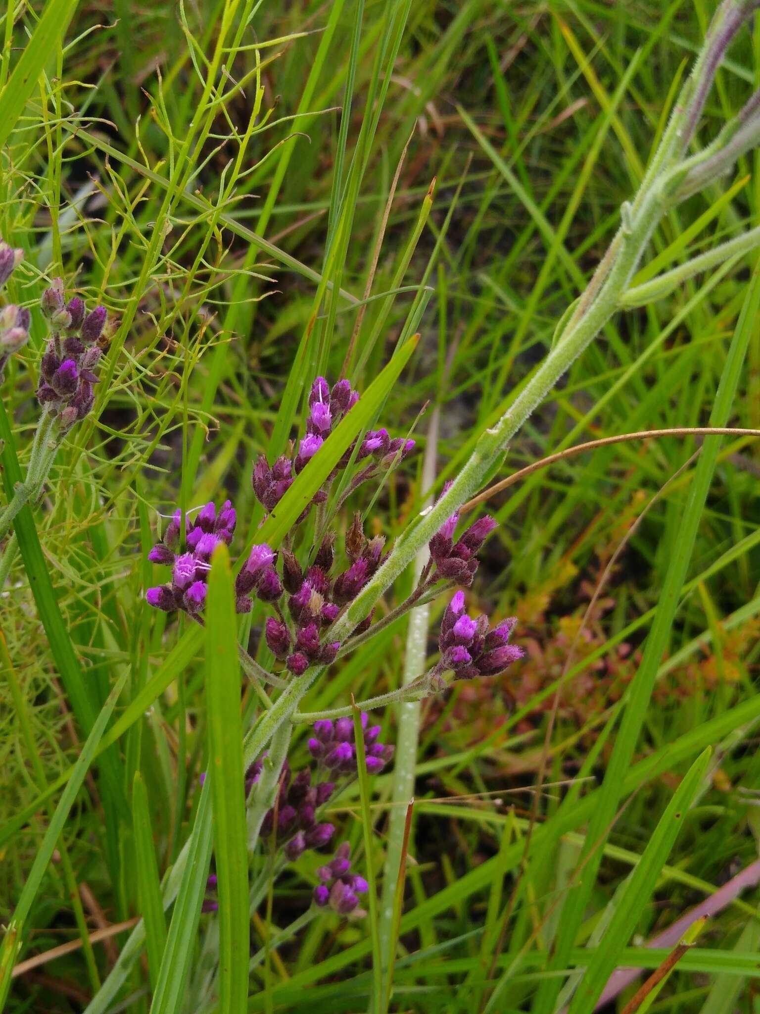 Image of pineland chaffhead