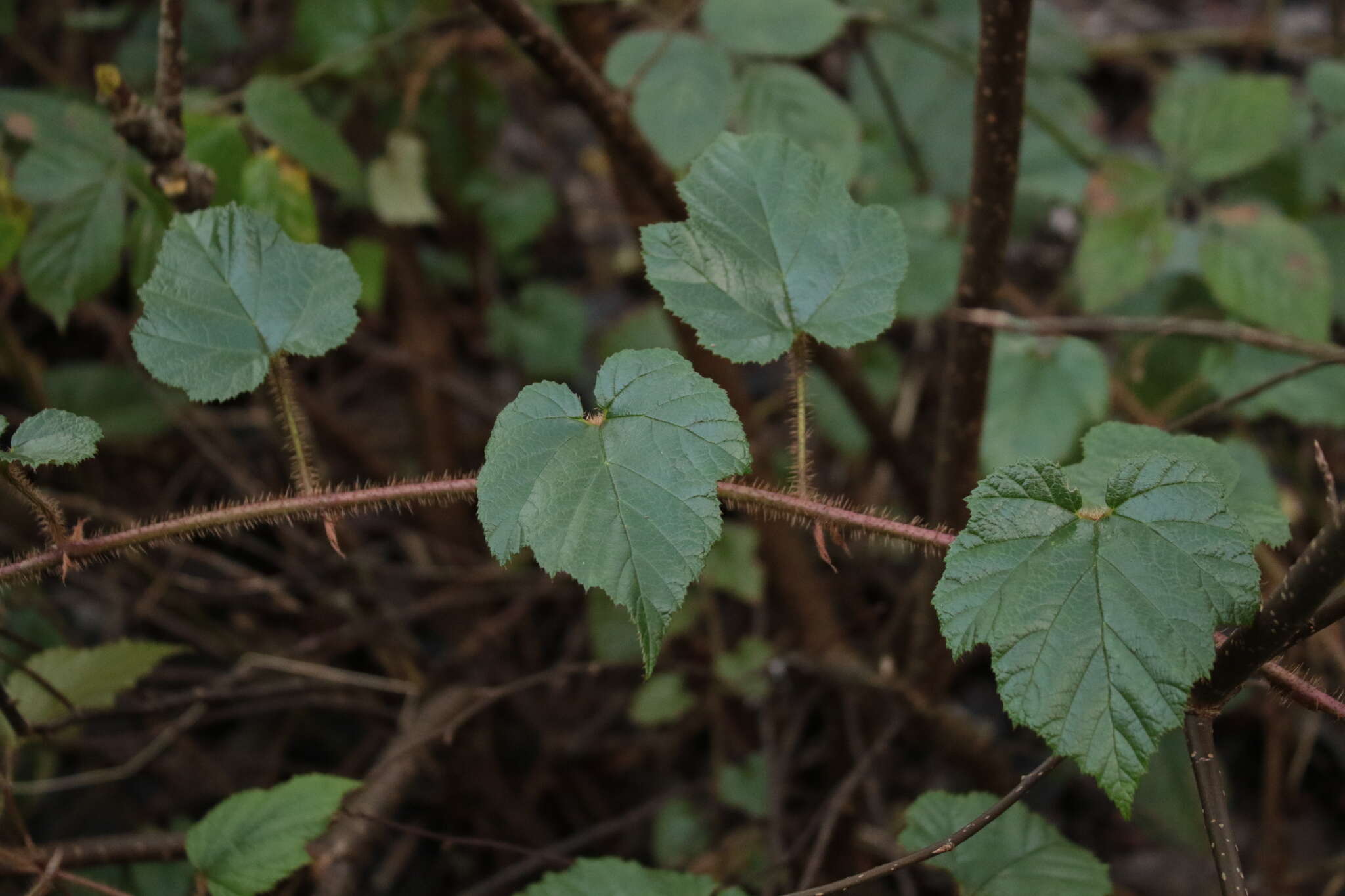 Image of Creeping Bramble